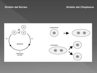 División del Núcleo División del Citoplasma
 