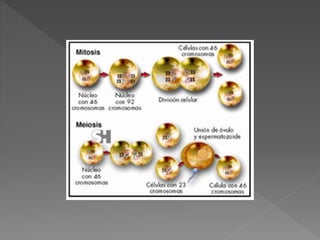 Reproduccion celular