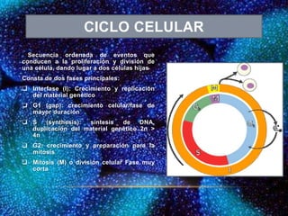 Secuencia ordenada de eventos que
conducen a la proliferación y división de
una célula, dando lugar a dos células hijas
Consta de dos fases principales:
 Interfase (I): Crecimiento y replicación
del material genético
 G1 (gap): crecimiento celular/fase de
mayor duración
 S (synthesis): síntesis de DNA,
duplicación del material genético 2n >
4n
 G2: crecimiento y preparación para la
mitosis
 Mitosis (M) o división celular Fase muy
corta
CICLO CELULAR
 
