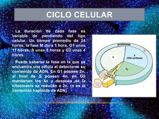 La duración de cada fase es
variable de pendiendo del tipo
celular. Un tiempo promedio de 24
horas, la fase M dura 1 hora, G1 unas
11 horas, S unas 8 horas y G2 unas 4
horas.
Puede saberse la fase en la que se
encuentra una célula al detectarse su
contenido de ADN. En G1 poseen 2n,
al final de S poseen 4n, en G2
mantienen los 4n y después de la
citocinesis se reducen a 2n. (n es el
contenido haploide de ADN)
CICLO CELULAR
G1
 