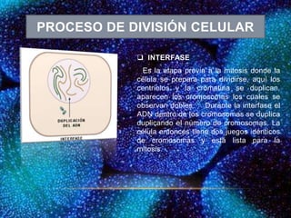 PROCESO DE DIVISIÓN CELULAR
 INTERFASE
Es la etapa previa a la mitosis donde la
célula se prepara para dividirse, aquí los
centriolos y la cromatina se duplican,
aparecen los cromosomas los cuales se
observan dobles. Durante la interfase el
ADN dentro de los cromosomas se duplica
duplicando el número de cromosomas. La
célula entonces tiene dos juegos idénticos
de cromosomas y está lista para la
mitosis.
 