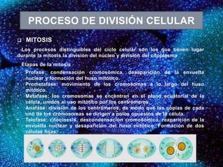  MITOSIS
Los procesos distinguibles del ciclo celular son los que tienen lugar
durante la mitosis la división del núcleo y división del citoplasma
Etapas de la mitosis
• Profase: condensación cromosómica, desaparición de la envuelta
nuclear y formación del huso mitótico.
• Prometafase: movimiento de los cromosomas a lo largo del huso
mitótico.
• Metafase: los cromosomas se encentran en el plano ecuatorial de la
célula, unidos al uso mitótico por los centrómeros.
• Anafase: división de los centrómeros, de modo que las copias de cada
uno de los cromosomas se dirigen a polos opuestos de la célula.
• Telofase: citocinesis, descondensación cromosómica, reaparición de la
envuelta nuclear y desaparición del huso mitótico. Formación de dos
células hijas.
PROCESO DE DIVISIÓN CELULAR
 
