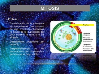 MITOSIS
• Profase:
o Condensación de la cromatina
en cromosomas que constan
de dos cromátidas hermanas
(a causa de la duplicación del
DNA durante la fase S o de
síntesis
o Desaparición progresiva del
nucléolo
o Despolimerización de los
microtúbulos del citoesqueleto
para formar el huso mitótico
 