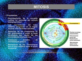 MITOSIS
• Prometafase
o Desintegración de la envuelta
nuclear en vesículas del retículo
endoplasmático
o Los microtúbulos del huso
mitótico progresan en la región
nuclear (microtúbulos astrales)
o Aparición de los cinetocoros en
los centrómeros y unión al huso
acromático por medio de los
microtúbulos cinetocóricos
o Existencia también de
microtúbulos polares
o Movimiento de los cromosomas
por el huso mitótico hacia el plano
ecuatorial
 