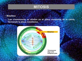 MITOSIS
• Metafase
o Los cromosomas se alinean en el plano ecuatorial de la célula,
formando la placa metafásica.
 