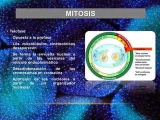 MITOSIS
• Telofase
o Opuesta a la profase
o Los microtúbulos cinetocóricos
desaparecen
o Se forma la envuelta nuclear a
partir de las vesículas del
retículo endoplasmático
o Descondensación de los
cromosomas en cromatina
o Aparición de los nucléolos a
partir de un organizador
nucleolar
 