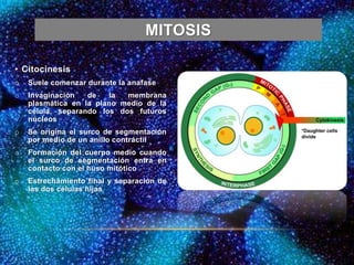 MITOSIS
• Citocinesis
o Suele comenzar durante la anafase
o Invaginación de la membrana
plasmática en la plano medio de la
célula, separando los dos futuros
núcleos
o Se origina el surco de segmentación
por medio de un anillo contráctil
o Formación del cuerpo medio cuando
el surco de segmentación entra en
contacto con el huso mitótico
o Estrechamiento final y separación de
las dos células hijas
 