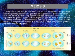 MEIOSIS
La meiosis es una división reductora, este proceso se realiza en las glándulas
sexuales para la producción de gametos. Es un proceso de división celular en el
cual una célula diploide (2n) experimenta dos divisiones sucesivas, con la
capacidad de generar cuatro células haploides (n). Se lleva a cabo en dos
divisiones nucleares y citoplasmáticas, llamadas primera y segunda división
meiótica o simplemente meiosis I y meiosis II. Ambas comprenden profase,
metafase, anafase y telofase.
 