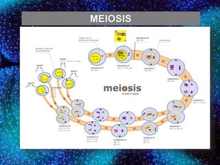MEIOSIS
 