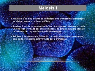 Meiosis I
• Metafase I: es muy distinta de la mitosis. Los cromosomas homólogos
se alinean juntos en el huso mitótico
• Anafase I: se da la separación de los cromosomas homólogos: cada
uno de ellos (formado por dos cromátidas) se dirige a un polo opuesto
de la célula. No hay duplicación del centrómero
• Telofase I: se presenta la formación de dos células hijas haploides (n),
pero cada cromosoma está formado por 2 cromátidas
 