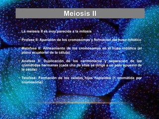 Meiosis II
La meiosis II es muy parecida a la mitosis
• Profase II: Aparición de los cromosomas y formación del huso mitótico
• Metafase II: Alineamiento de los cromosomas en el huso mitótico (el
plano ecuatorial de la célula)
• Anafase II: Duplicación de los centrómeros y separación de las
cromátidas hermanas (cada una de ellas se dirige a un polo opuesto de
la célula)
• Telofase: Formación de los células hijas haploides (1 cromátida por
cromosoma)
 
