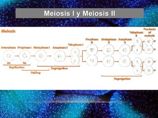 Meiosis I y Meiosis II
 