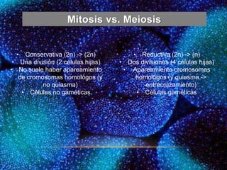 Mitosis vs. Meiosis
• Conservativa (2n) -> (2n)
• Una división (2 células hijas)
• No suele haber apareamiento
de cromosomas homológos (y
no quiasma)
• Células no gaméticas
• Reductiva (2n) -> (n)
• Dos divisiones (4 células hijas)
• Apareamiento cromosomas
homológos (y quiasma ->
entrecruzamiento)
• Células gaméticas
 