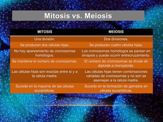 MITOSIS MEIOSIS
Una división. Dos divisiones.
Se producen dos células hijas. Se producen cuatro células hijas.
No hay apareamiento de cromosomas
homólogos.
Los cromosomas homólogos se parean en
sinapsis y puede ocurrir entrecruzamiento.
Se mantiene el número de cromosomas. El número de cromosomas se divide de
diploide a monoploide.
Las células hijas son exactas entre sí y a
la célula madre.
Las células hijas tienen combinaciones
variadas de cromosomas y no son se
asemejan a la célula madre.
Sucede en la mayoría de las células
eucarióticas.
Sucede en la formación de gametos en
células eucarióticas.
 