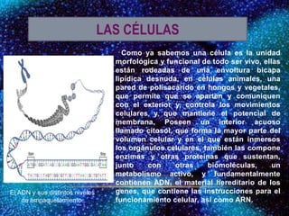 Como ya sabemos una célula es la unidad
morfológica y funcional de todo ser vivo, ellas
están rodeadas de una envoltura bicapa
lipídica desnuda, en células animales, una
pared de polisacárido en hongos y vegetales,
que permite que se aparten y comuniquen
con el exterior y, controla los movimientos
celulares y que mantiene el potencial de
membrana. Poseen un interior acuoso
llamado citosol, que forma la mayor parte del
volumen celular y en el que están inmersos
los orgánulos celulares, también las compone
enzimas y otras proteínas que sustentan,
junto con otras biomoléculas, un
metabolismo activo, y fundamentalmente
contienen ADN, el material hereditario de los
genes, que contiene las instrucciones para el
funcionamiento celular, así como ARN.
LAS CÉLULAS
El ADN y sus distintos niveles
de empaquetamiento.
 