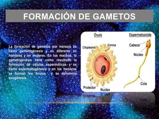 FORMACIÓN DE GAMETOS
La formación de gametos por meiosis se
llama gametogénesis y es diferente en
hombres y en mujeres. En los machos, la
gametogénesis tiene como resultado la
formación de células espermáticas y se
llama espermatogénesis y en las hembras
se forman los óvulos y se denomina
ovogénesis.
 