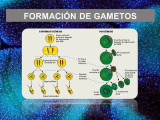 Reproducción Celular.