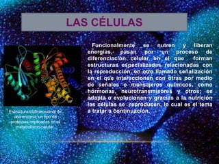 Funcionalmente se nutren y liberan
energías, pasan por un proceso de
diferenciación celular en el que forman
estructuras especializadas relacionadas con
la reproducción, en otro llamado señalización
en el que interaccionan con otras por medio
de señales o mensajeros químicos, como
hormonas, neurotransmisores y otros; se
adapta o evolucionan y gracias a la nutrición
las células se reproducen, lo cual es el tema
a tratar a continuación.
LAS CÉLULAS
Estructura tridimensional de
una enzima, un tipo de
proteínas implicadas en el
metabolismo celular.
 
