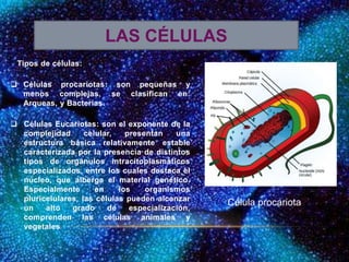 Tipos de células:
 Células procariotas: son pequeñas y
menos complejas, se clasifican en:
Arqueas, y Bacterias.
 Células Eucariotas: son el exponente de la
complejidad celular, presentan una
estructura básica relativamente estable
caracterizada por la presencia de distintos
tipos de orgánulos intracitoplasmáticos
especializados, entre los cuales destaca el
núcleo, que alberga el material genético.
Especialmente en los organismos
pluricelulares, las células pueden alcanzar
un alto grado de especialización,
comprenden las células animales y
vegetales
LAS CÉLULAS
Célula procariota
 