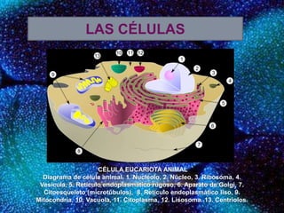 LAS CÉLULAS
CÉLULA EUCARIOTA ANIMAL
Diagrama de célula animal. 1. Nucléolo, 2. Núcleo, 3. Ribosoma, 4.
Vesícula, 5. Retículo endoplasmático rugoso, 6. Aparato de Golgi, 7.
Citoesqueleto (microtúbulos), 8. Retículo endoplasmático liso, 9.
Mitocondria, 10. Vacuola, 11. Citoplasma, 12. Lisosoma. 13. Centriolos.
 