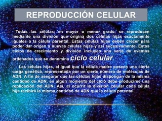 Todas las células, en mayor o menor grado, se reproducen
mediante una división que origina dos células hijas exactamente
iguales a la célula parental. Estas células hijas deben crecer para
poder dar origen a nuevas células hijas y así sucesivamente. Estos
ciclos de crecimiento y división incluyen una serie de eventos
ordenados que se denomina ciclo celular.
Las células hijas, al igual que la célula madre poseen una cierta
carga genética, representada por un cierto número de moléculas de
ADN. A fin de asegurar que las células hijas dispongan de la misma
cantidad de ADN, en algún momento del ciclo debe producirse una
replicación del ADN. Así, al ocurrir la división celular cada célula
hija recibirá la misma cantidad de ADN que la célula parental.
REPRODUCCIÓN CELULAR
 