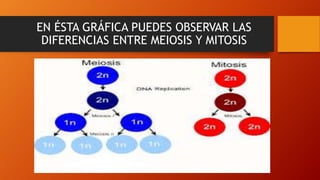 EN ÉSTA GRÁFICA PUEDES OBSERVAR LAS
DIFERENCIAS ENTRE MEIOSIS Y MITOSIS
 