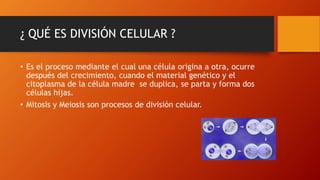 ¿ QUÉ ES DIVISIÓN CELULAR ?
• Es el proceso mediante el cual una célula origina a otra, ocurre
después del crecimiento, cuando el material genético y el
citoplasma de la célula madre se duplica, se parta y forma dos
células hijas.
• Mitosis y Meiosis son procesos de división celular.
 