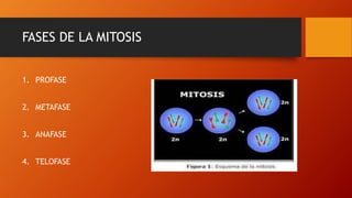 FASES DE LA MITOSIS
1. PROFASE
2. METAFASE
3. ANAFASE
4. TELOFASE
 
