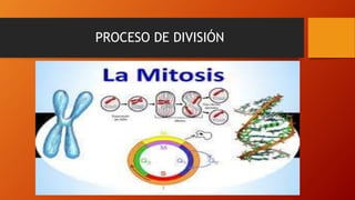 PROCESO DE DIVISIÓN
 