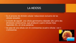 LA MEIOSIS
• Es el proceso de división celular reduccional exclusivo de las
células sexuales.
• A través de aqyuél una célula germinativa diploide (2h) sufre dos
divisiones consecutivas, que producen cuatro células hijas
haploides (h), en otras palabras:
• Se pasa de una célula con 2n cromosomas acuatro células con n
cromosomas
 