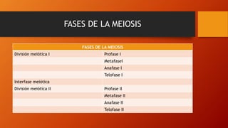 FASES DE LA MEIOSIS
FASES DE LA MEIOSIS
División meiótica I Profase I
MetafaseI
Anafase I
Telofase I
Interfase meiótica
División meiótica II Profase II
Metafase II
Anafase II
Telofase II
 