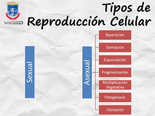 Tipos de
Reproducción Celular
Asexual
Bipartición
Gemación
Esporulación
Fragmentación
Multiplicación
Vegetativa
Patogénesis
Clonación
Sexual
 