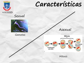 Características
Sexual
Asexual
Gametas
Mitosis
 
