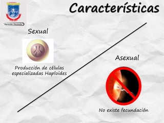 Características
Sexual
Asexual
Producción de células
especializadas Haploides
No existe fecundación
 