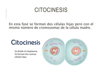 CITOCINESIS
En esta fase se forman dos células hijas pero con el
mismo número de cromosomas de la célula madre.
 