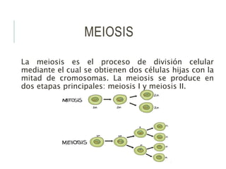 MEIOSIS
La meiosis es el proceso de división celular
mediante el cual se obtienen dos células hijas con la
mitad de cromosomas. La meiosis se produce en
dos etapas principales: meiosis I y meiosis II.
 
