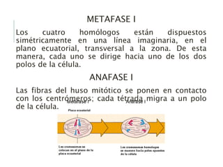 METAFASE I
Los cuatro homólogos están dispuestos
simétricamente en una línea imaginaria, en el
plano ecuatorial, transversal a la zona. De esta
manera, cada uno se dirige hacia uno de los dos
polos de la célula.
ANAFASE I
Las fibras del huso mitótico se ponen en contacto
con los centrómeros; cada tétrada migra a un polo
de la célula.
 