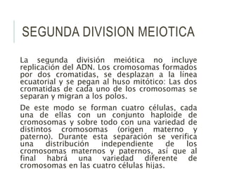SEGUNDA DIVISION MEIOTICA
La segunda división meiótica no incluye
replicación del ADN. Los cromosomas formados
por dos cromatidas, se desplazan a la línea
ecuatorial y se pegan al huso mitótico: Las dos
cromatidas de cada uno de los cromosomas se
separan y migran a los polos.
De este modo se forman cuatro células, cada
una de ellas con un conjunto haploide de
cromosomas y sobre todo con una variedad de
distintos cromosomas (origen materno y
paterno). Durante esta separación se verifica
una distribución independiente de los
cromosomas maternos y paternos, así que al
final habrá una variedad diferente de
cromosomas en las cuatro células hijas.
 