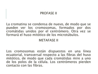 PROFASE II
La cromatina se condensa de nuevo, de modo que se
pueden ver los cromosomas, formados por dos
cromátidas unidos por el centrómero. Otra vez se
formará el huso mitótico de los microtúbulos.
METAFASE II
Los cromosomas están dispuestos en una línea
ecuatorial, transversal respecto a las fibras del huso
mitótico, de modo que cada cromátidas mire a uno
de los polos de la célula. Los centrómeros pierden
contacto con las fibras.
 