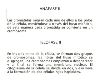ANAFASE II
Las cromatidas migran cada uno de ellos a los polos
de la célula, moviéndose a través del huso mitótico,
de esta manera cada cromátida se convierte en un
cromosoma.
TELOFASE II
En los dos polos de la célula, se forman dos grupos
de cromosomas, las fibras del huso mitótico se
disgregan, los cromosomas empiezan a desaparecer
y al final se forma una membrana nuclear. El
citoplasma de la célula se divide en dos, y eso lleva
a la formación de dos células hijas haploides.
 