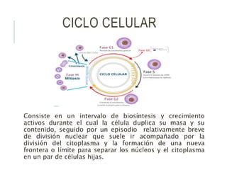 CICLO CELULAR
Consiste en un intervalo de biosíntesis y crecimiento
activos durante el cual la célula duplica su masa y su
contenido, seguido por un episodio relativamente breve
de división nuclear que suele ir acompañado por la
división del citoplasma y la formación de una nueva
frontera o límite para separar los núcleos y el citoplasma
en un par de células hijas.
 