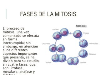 FASES DE LA MITOSIS
El proceso de
mitosis una vez
comenzado se efectúa
en forma
interrumpida; sin
embargo, en atención
a los diferentes
aspectos importantes
que presenta, se ha
divido para su estudio
en cuatro fases, que
son: Profase,
metafase, anafase y
 
