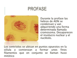 PROFASE
Durante la profase las
hebras de ADN se
condensan y van
adquiriendo una forma
determinada llamada
cromosoma. Desaparecen
el involucro nuclear y el
nucléolo.
Los centríolos se ubican en puntos opuestos en la
célula y comienzan a formar unos finos
filamentos que en conjunto se llaman huso
mitótico
 