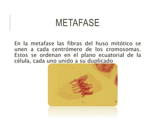 METAFASE
En la metafase las fibras del huso mitótico se
unen a cada centrómero de los cromosomas.
Estos se ordenan en el plano ecuatorial de la
célula, cada uno unido a su duplicado
 