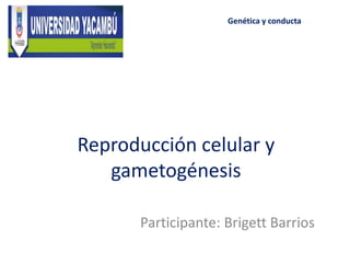 Reproducción celular y
gametogénesis
Participante: Brigett Barrios
Genética y conducta
 