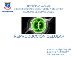 Alumna: Marilyn Segovia
Exp: HPS-142-00960V
Sección: ED01D0V
UNIVERSIDAD YACAMBÚ
VICERRECTORADO DE ESTUDIOS A DISTANCIA
FACULTAD DE HUMANIDADES
REPRODUCCIÓN CELULAR
 