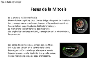 Profase
Es la primera fase de la mitosis
El centríolo se duplica y cada uno se dirige a los polos de la célula.
Los cromosomas se condensan, forman el huso citoplasmático y
hacen visibles sus estructuras dobles (cromatidas).
La membrana celular tiende a desintegrarse.
Los orgánulos celulares (núcleo), a excepción de las mitocondrias,
Desaparecen.
Metafase
Los pares de cromosomas, alinean con las fibras
del huso y se ubican en el centro de la célula
Esta organización contribuye a la separación de
los cromosomas en la siguiente fase y cada nuevo
núcleo recibe una copia de cada cromosoma.
Reproducción Celular
Fases de la Mitosis
 