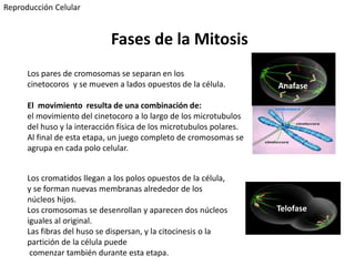 Anafase
Los pares de cromosomas se separan en los
cinetocoros y se mueven a lados opuestos de la célula.
El movimiento resulta de una combinación de:
el movimiento del cinetocoro a lo largo de los microtubulos
del huso y la interacción física de los microtubulos polares.
Al final de esta etapa, un juego completo de cromosomas se
agrupa en cada polo celular.
Telofase
Los cromatidos llegan a los polos opuestos de la célula,
y se forman nuevas membranas alrededor de los
núcleos hijos.
Los cromosomas se desenrollan y aparecen dos núcleos
iguales al original.
Las fibras del huso se dispersan, y la citocinesis o la
partición de la célula puede
comenzar también durante esta etapa.
Reproducción Celular
Fases de la Mitosis
 