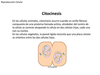 Citocinesis
En las células animales, citocinesis ocurre cuando un anillo fibroso
compuesto de una proteína llamada actína, alrededor del centro de
la célula se contrae atrapando la célula en dos células hijas, cada una
con su núcleo.
En las células vegetales, la pared rígida necesita que una placa celular
se sintetice entre las dos células hijas.
Reproducción Celular
 