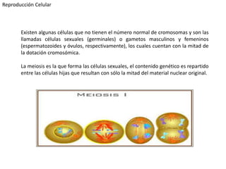 Existen algunas células que no tienen el número normal de cromosomas y son las
llamadas células sexuales (germinales) o gametos masculinos y femeninos
(espermatozoides y óvulos, respectivamente), los cuales cuentan con la mitad de
la dotación cromosómica.
La meiosis es la que forma las células sexuales, el contenido genético es repartido
entre las células hijas que resultan con sólo la mitad del material nuclear original.
Reproducción Celular
 